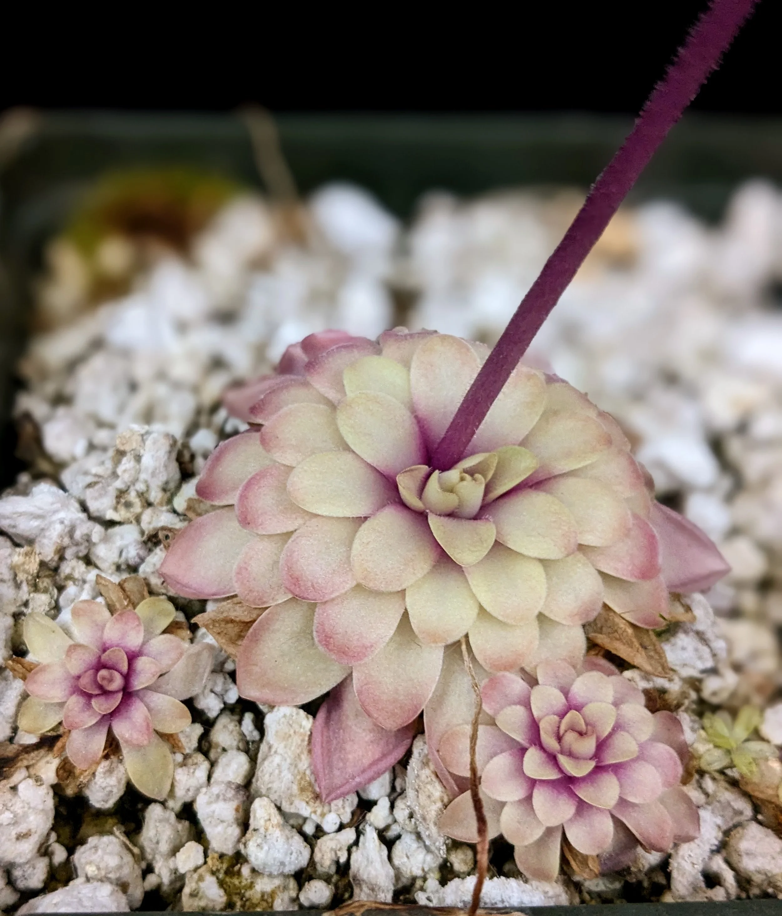 Pinguicula hemiepiphytica x 